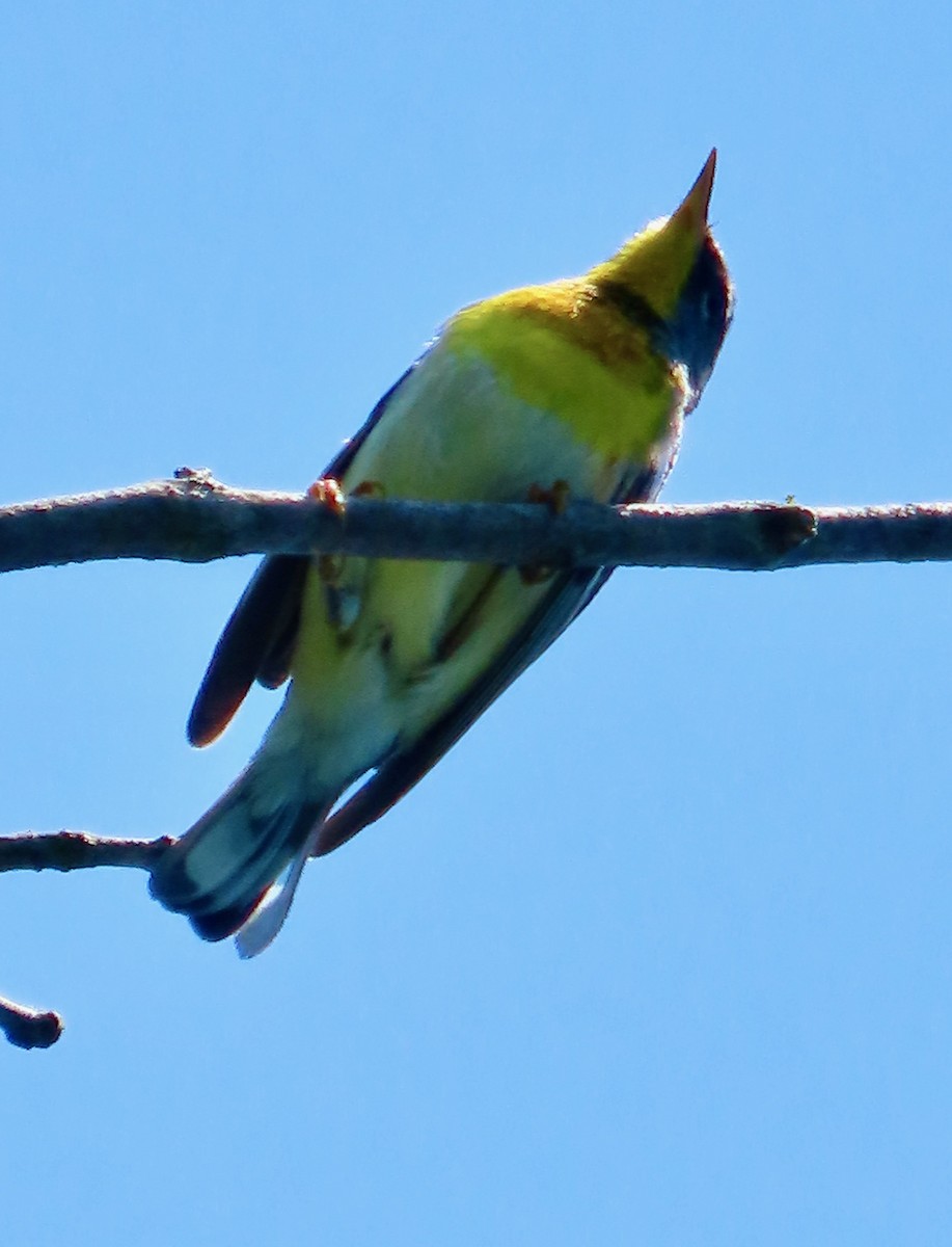 Northern Parula - ML636344643