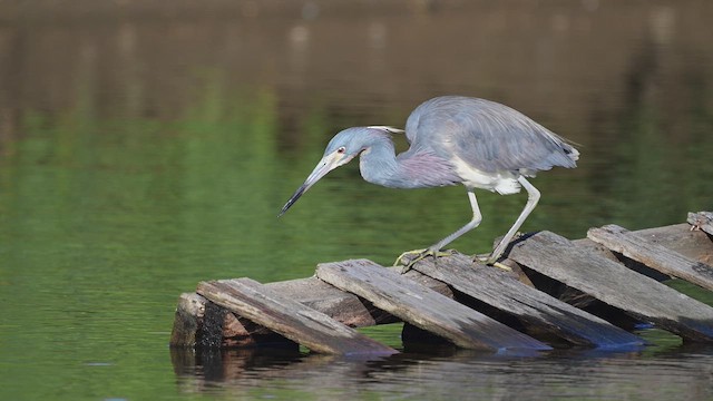 サンショクサギ - ML636344680