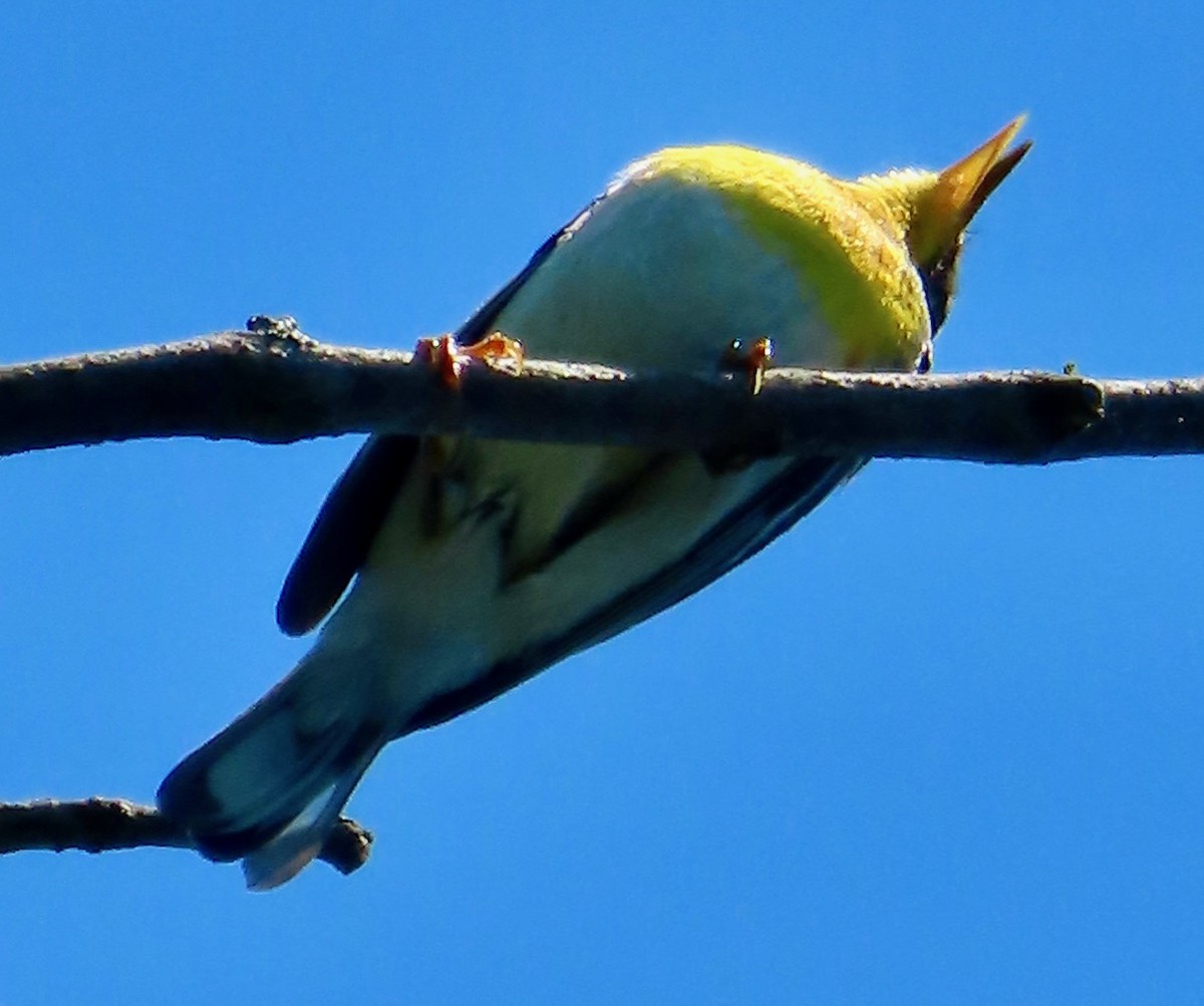 Northern Parula - ML636344681