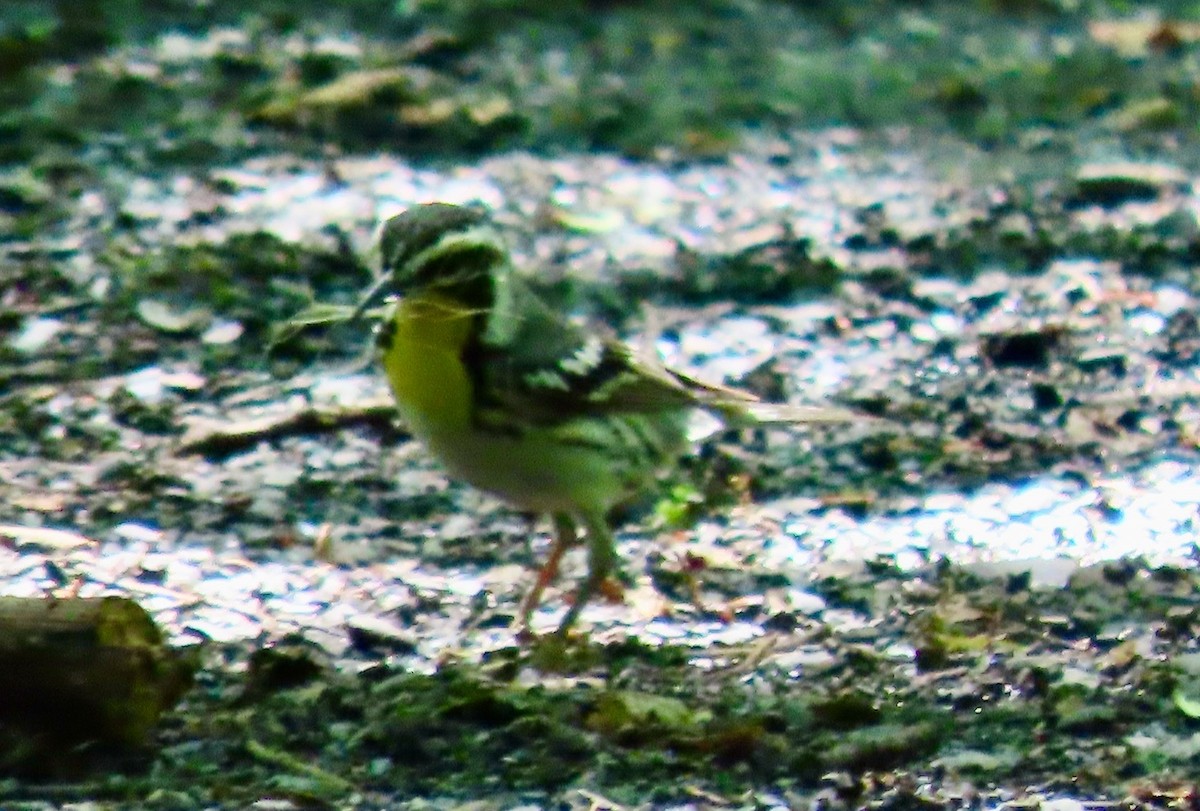 Yellow-throated Warbler - ML636344720