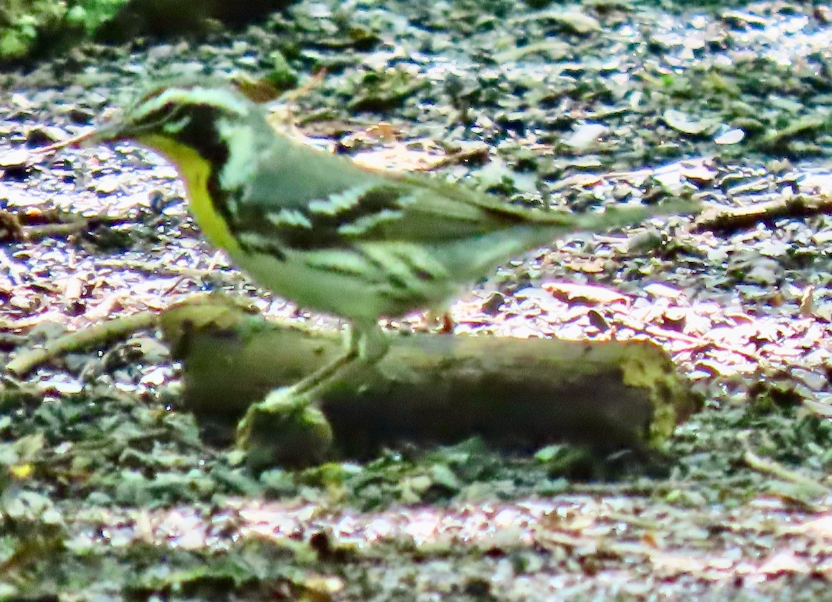 Yellow-throated Warbler - ML636344788