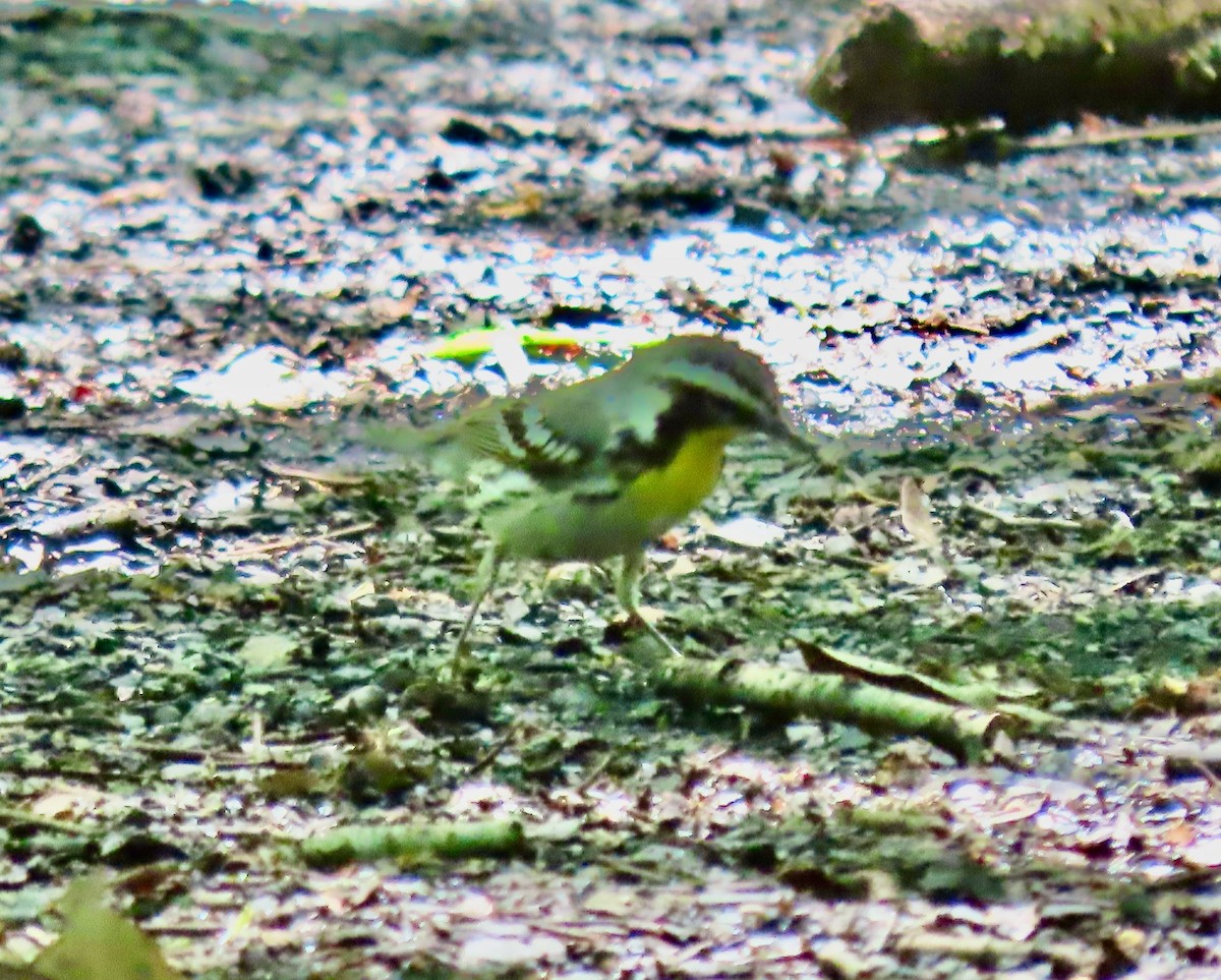 Yellow-throated Warbler - ML636344804