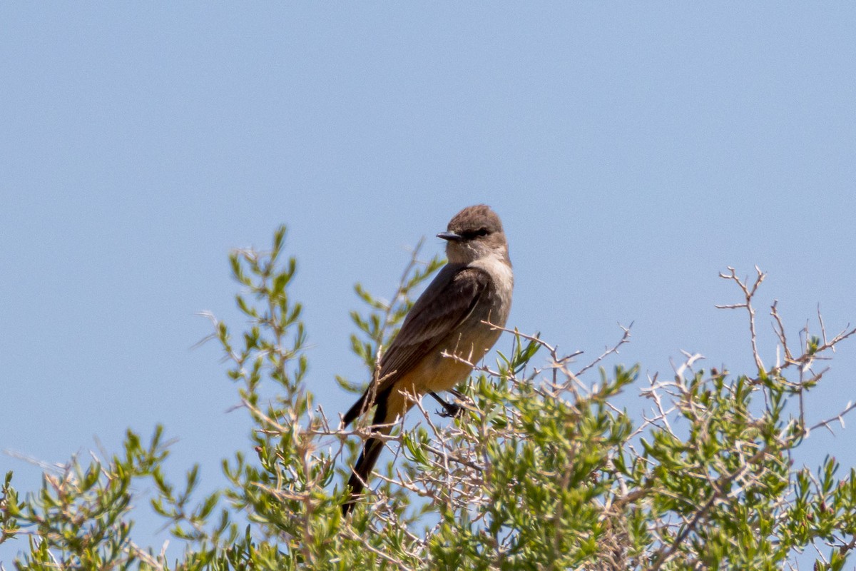 Say's Phoebe - ML636344807