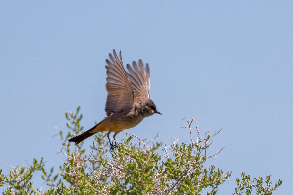 Say's Phoebe - ML636344808