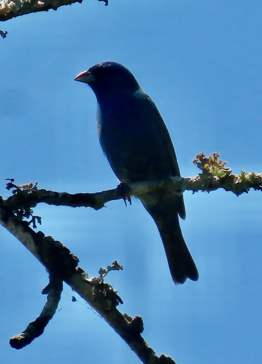 Indigo Bunting - ML636344835
