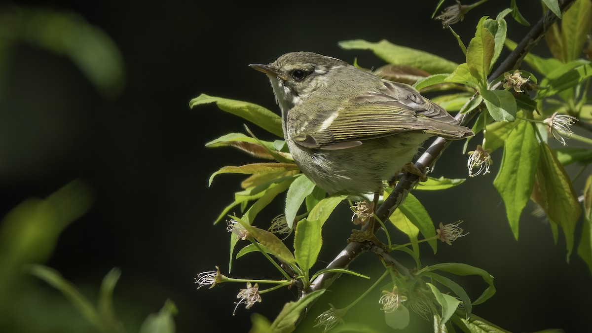 Chinese Leaf Warbler - ML636345058