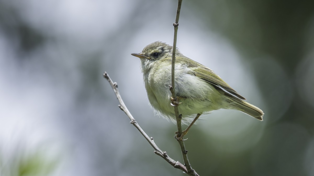 Chinese Leaf Warbler - ML636345059
