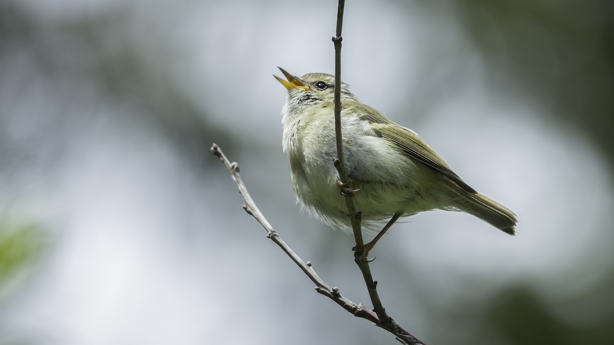 Chinese Leaf Warbler - ML636345060