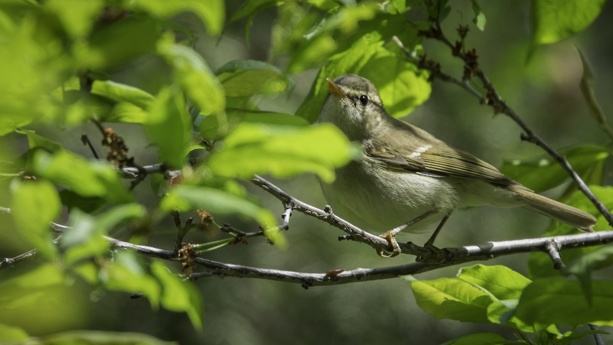 Greenish Warbler - ML636345064