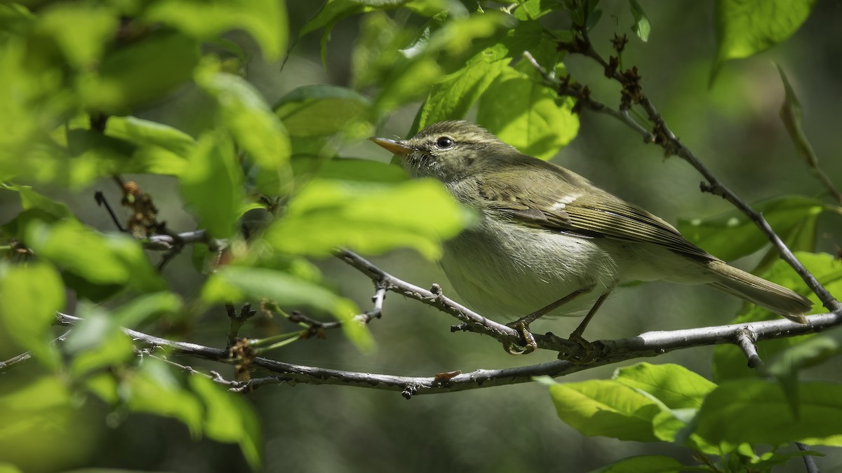 Greenish Warbler - ML636345065
