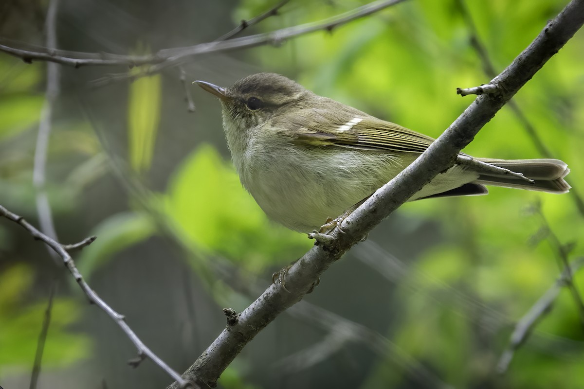 Greenish Warbler - ML636345066