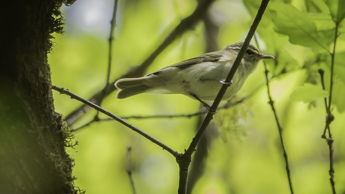 Large-billed Leaf Warbler - ML636345070