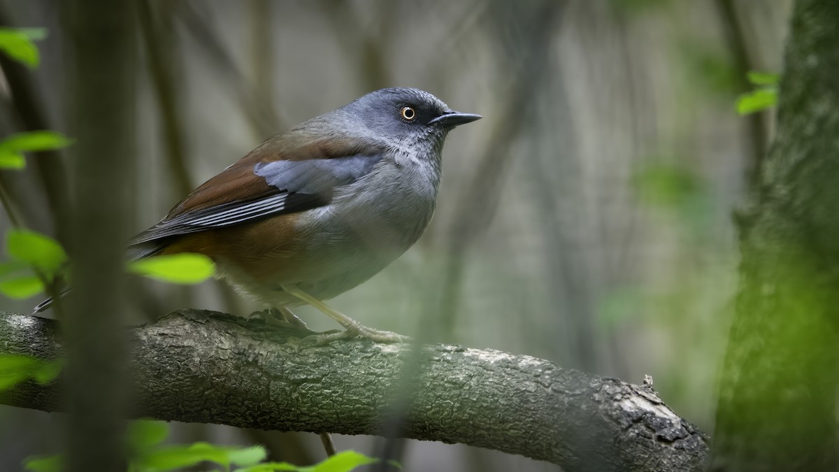 Maroon-backed Accentor - ML636345076