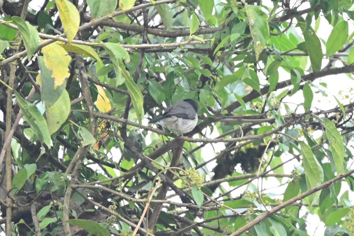 Gray-green Bushshrike - ML636345121