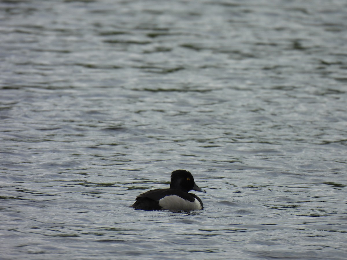 環頸潛鴨 - ML636345366