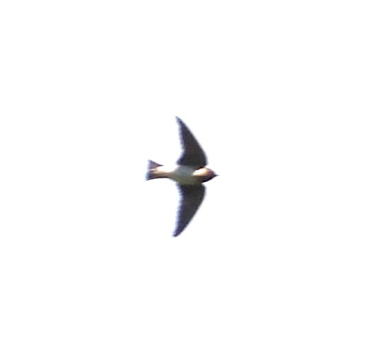 Cliff Swallow - ML636345396