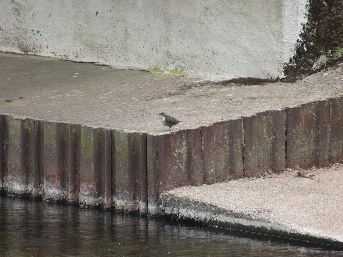 White-throated Dipper - ML636345421