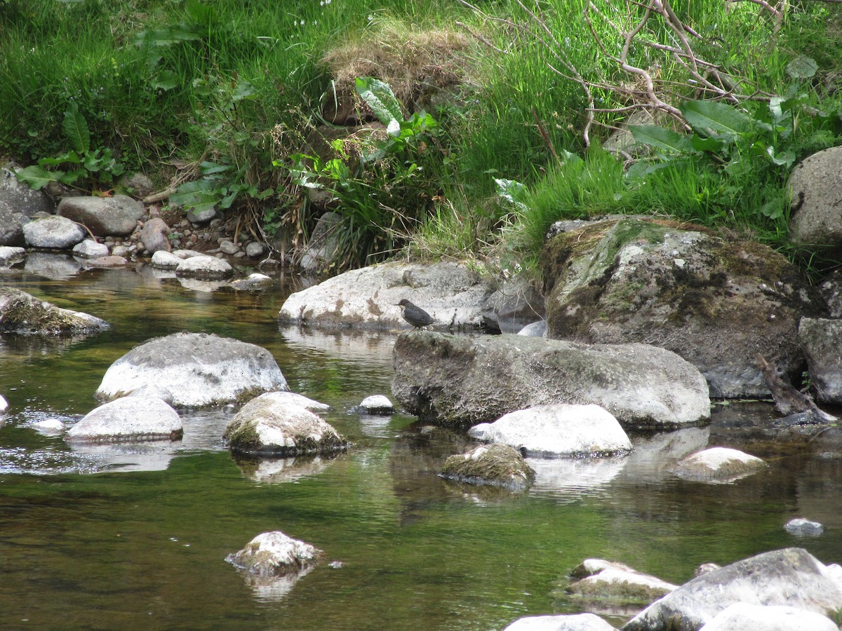 White-throated Dipper - ML636345422