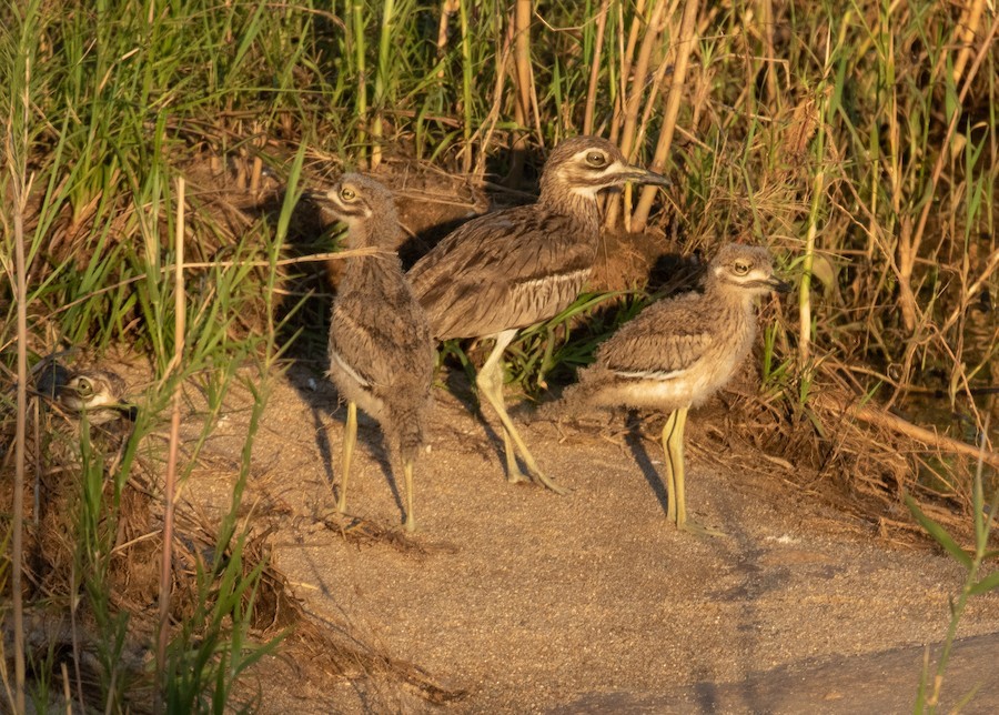 Water Thick-knee - ML636345435