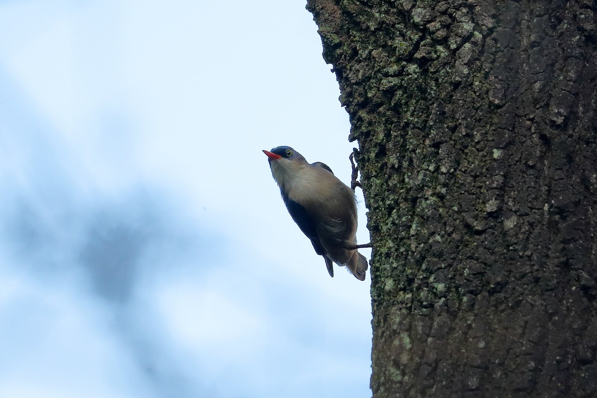 Velvet-fronted Nuthatch - ML636345466