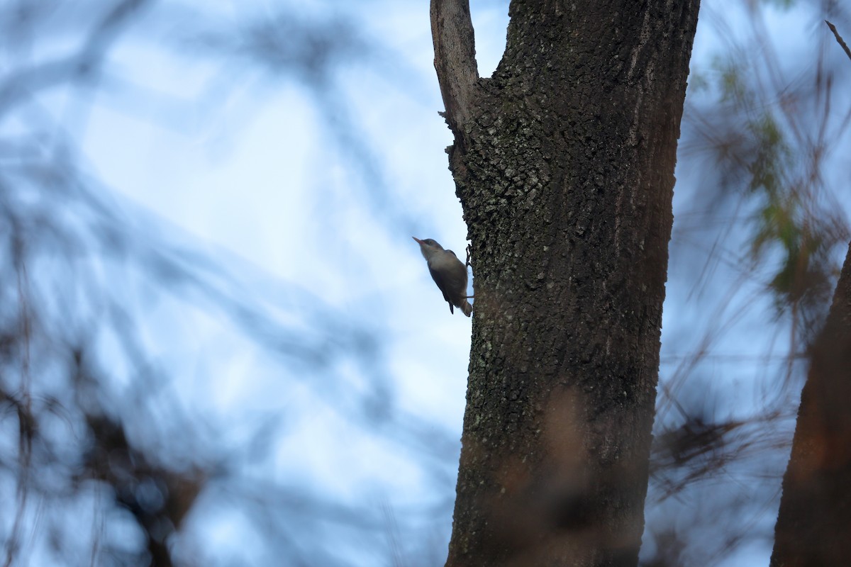 Velvet-fronted Nuthatch - ML636345468