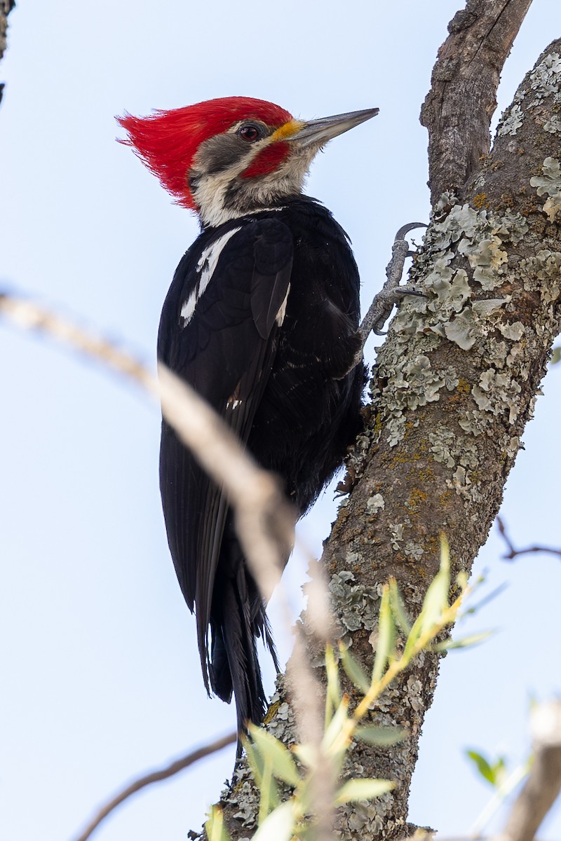 Black-bodied Woodpecker - ML636345474