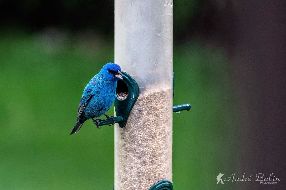 Indigo Bunting - ML636345531
