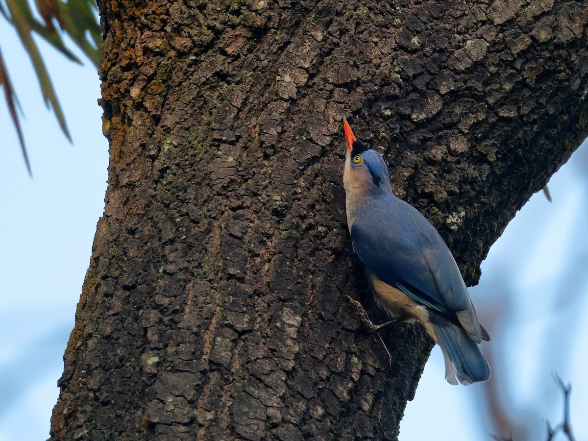 Velvet-fronted Nuthatch - ML636345573