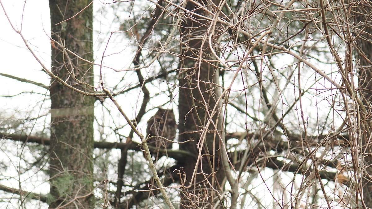 Great Horned Owl - ML636345627