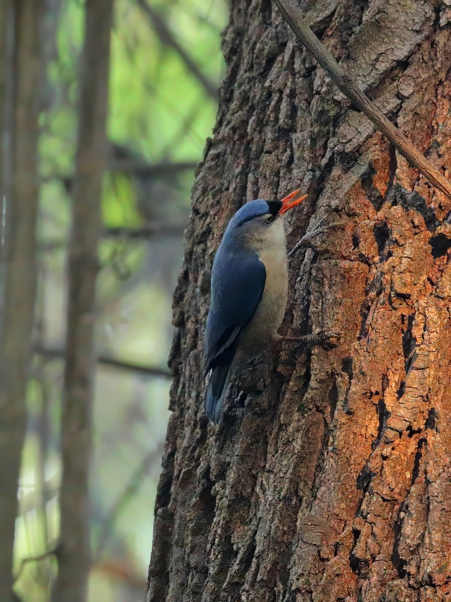 Velvet-fronted Nuthatch - ML636345650