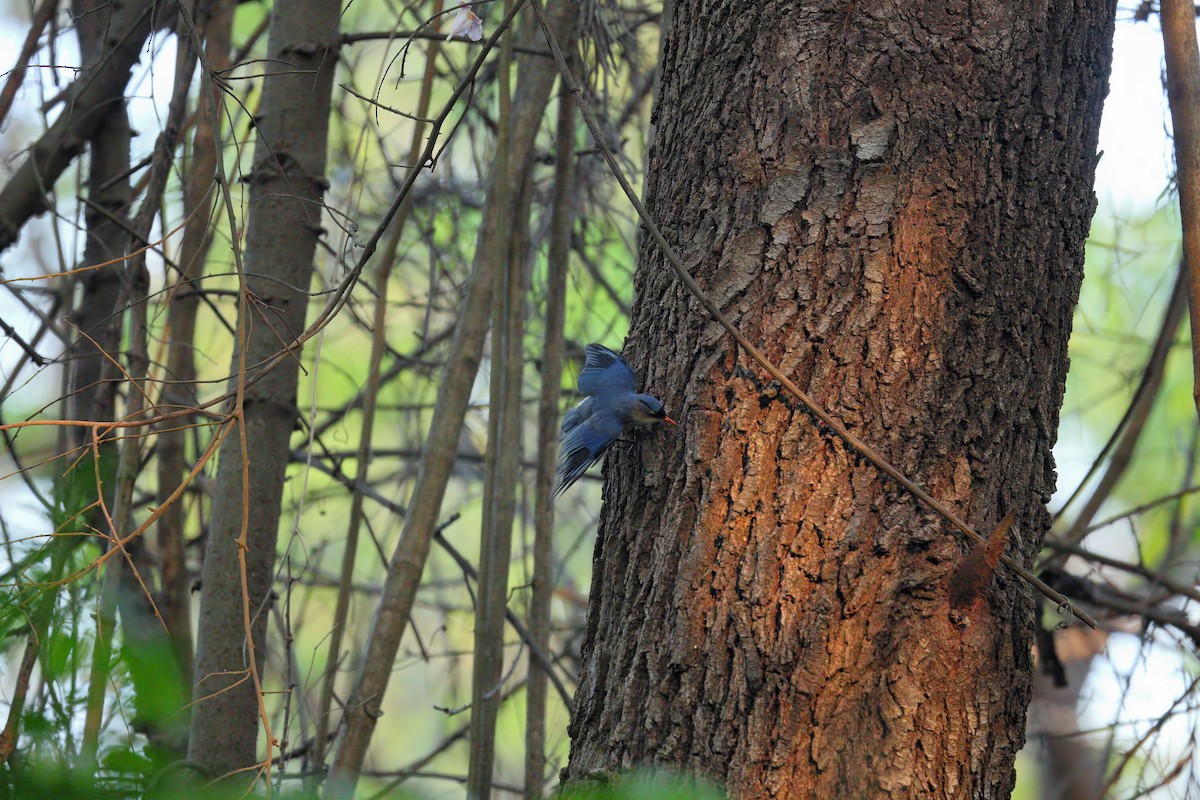 Velvet-fronted Nuthatch - ML636345653