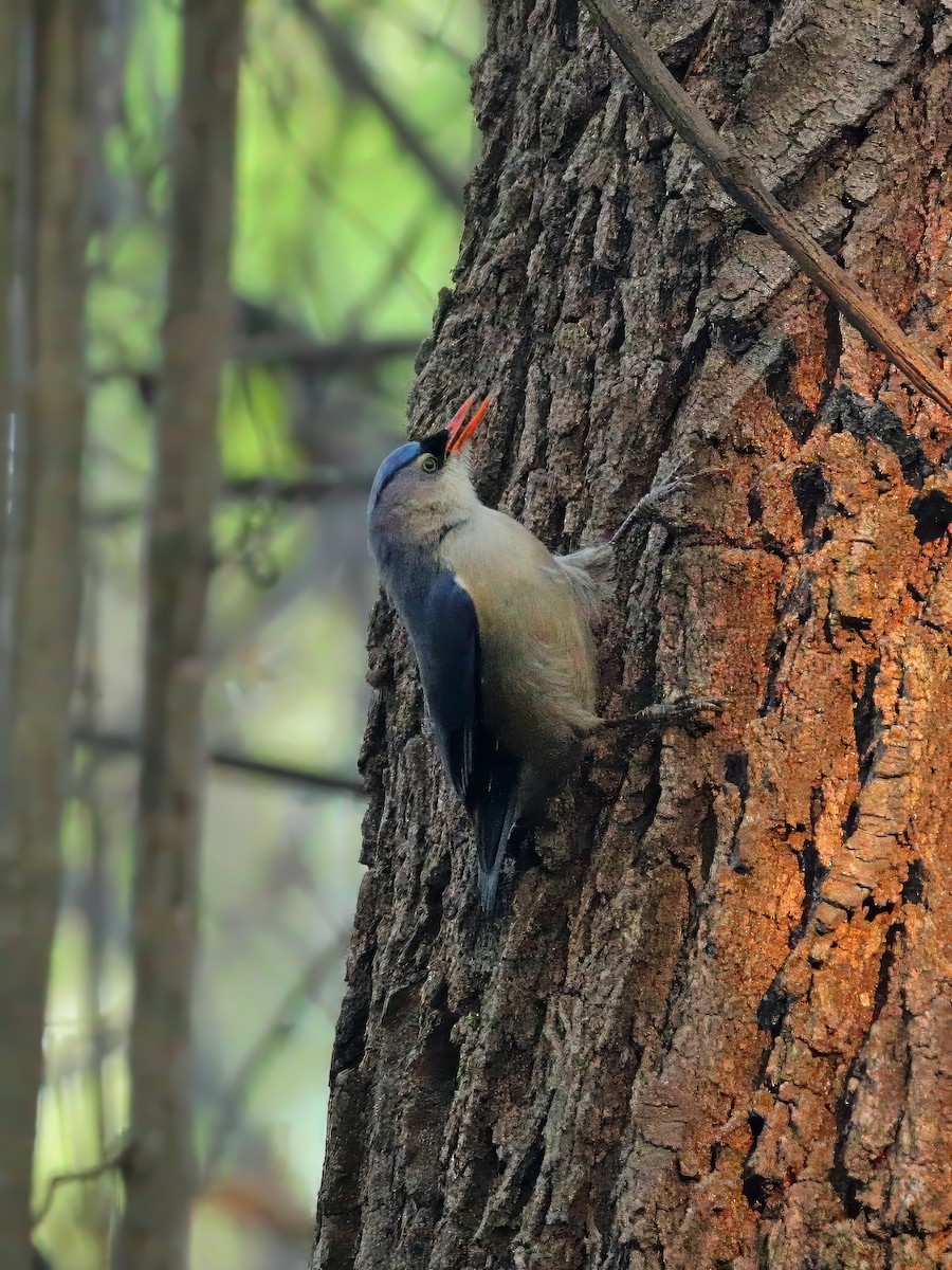 Velvet-fronted Nuthatch - ML636345654