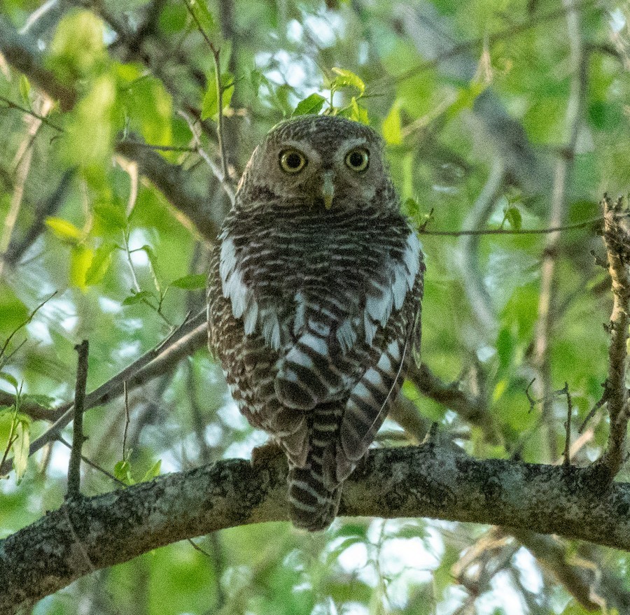 Pearl-spotted Owlet - ML636345759