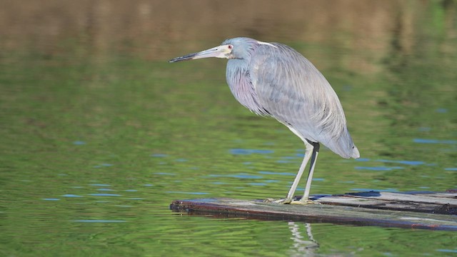 サンショクサギ - ML636345803