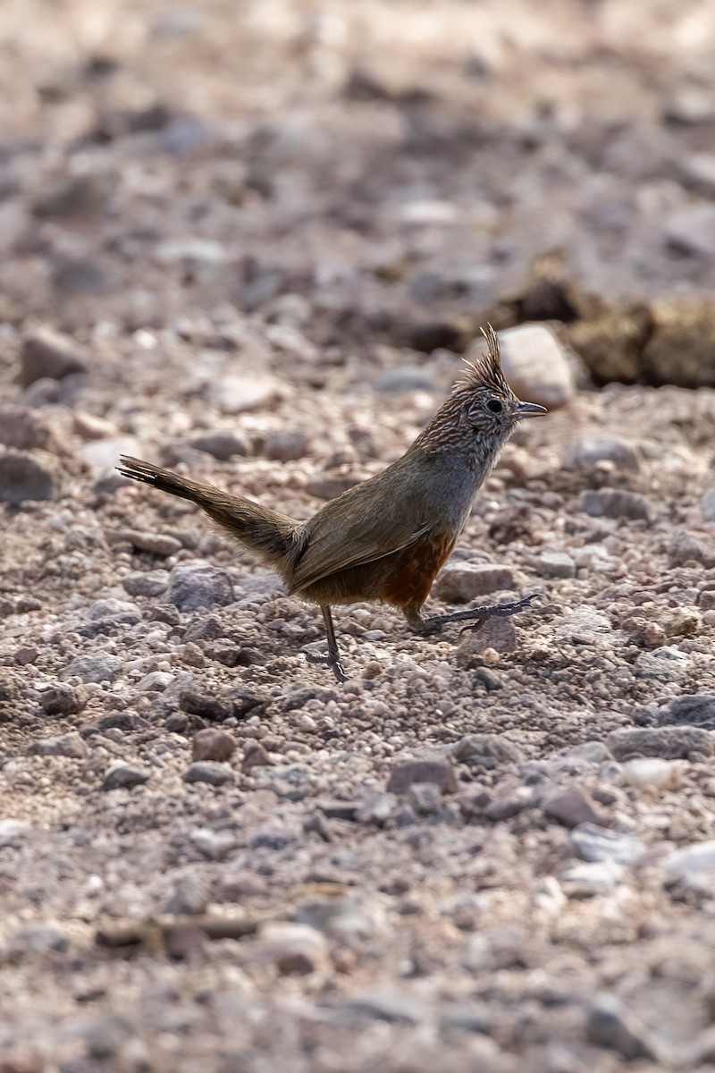 Crested Gallito - ML636345886