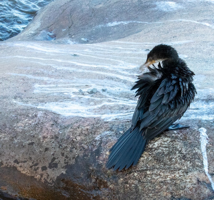 Reed Cormorant - ML636345916