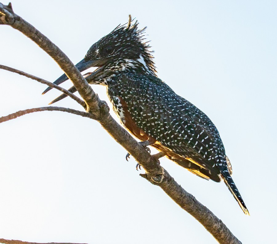 Giant Kingfisher - ML636346039