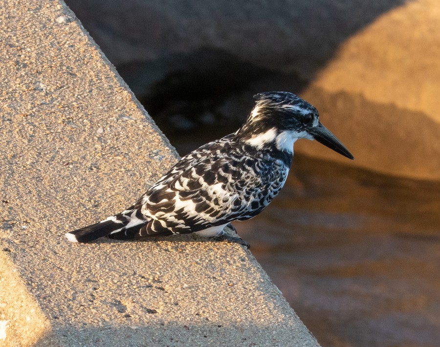 Pied Kingfisher - ML636346053