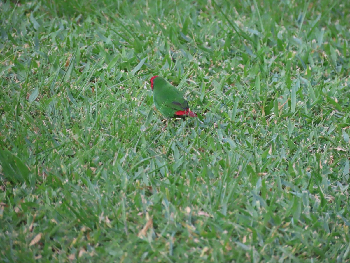 Fiji Parrotfinch - ML636346067
