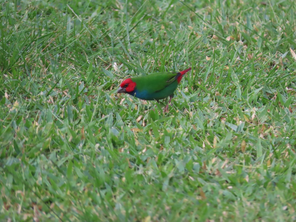 Fiji Parrotfinch - ML636346072