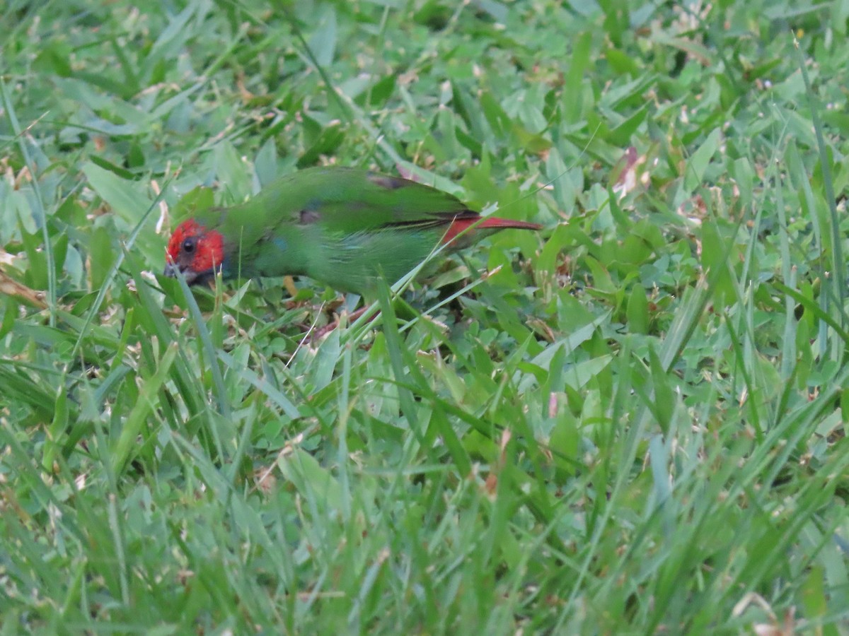 Fiji Parrotfinch - ML636346079