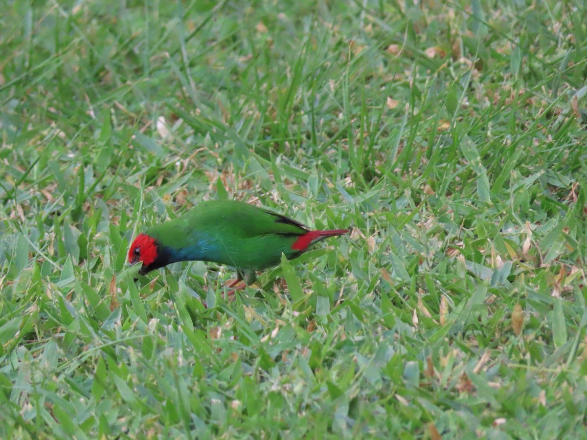 Fiji Parrotfinch - ML636346083