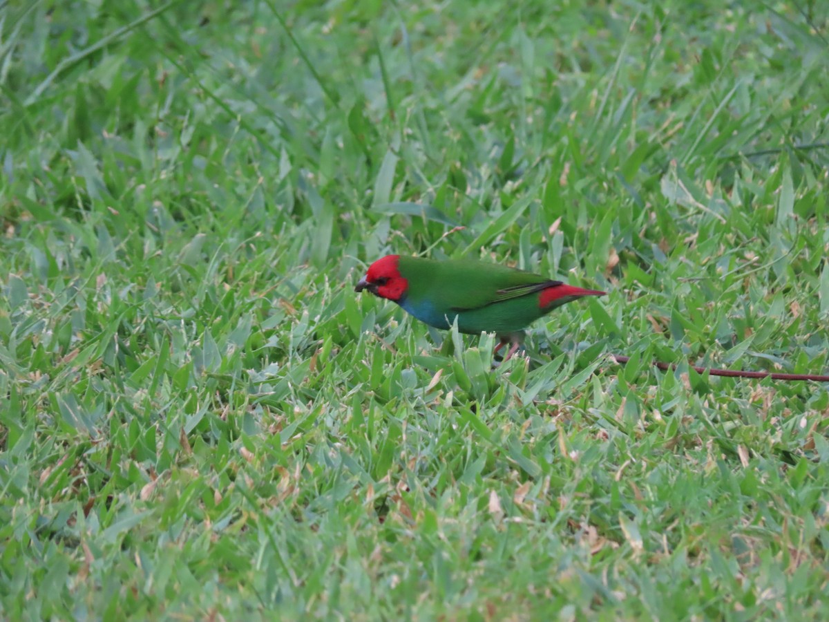 Fiji Parrotfinch - ML636346090