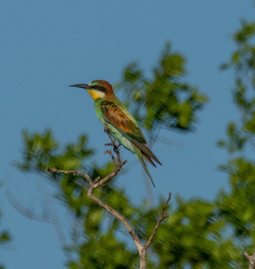 European Bee-eater - ML636346091
