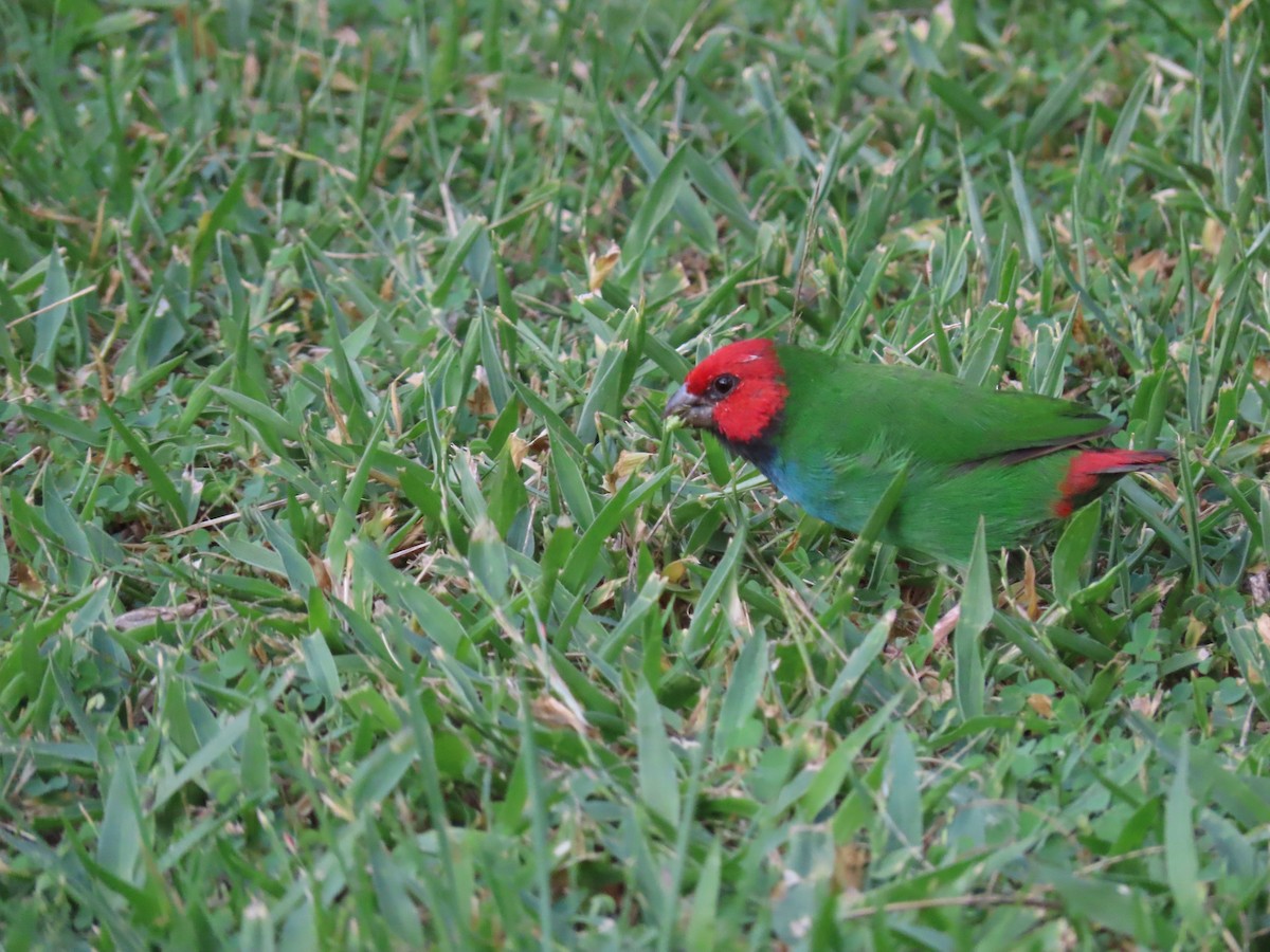 Fiji Parrotfinch - ML636346098