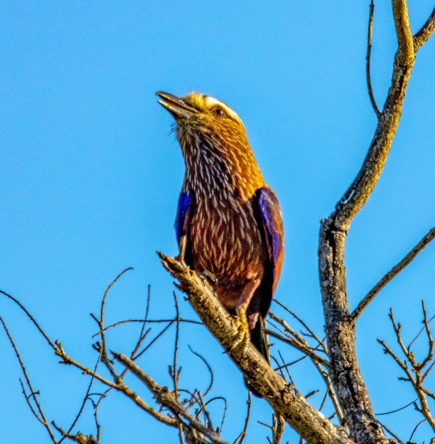 Purple Roller - ML636346103