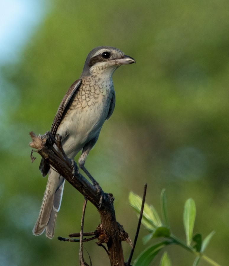 Red-backed Shrike - ML636346107