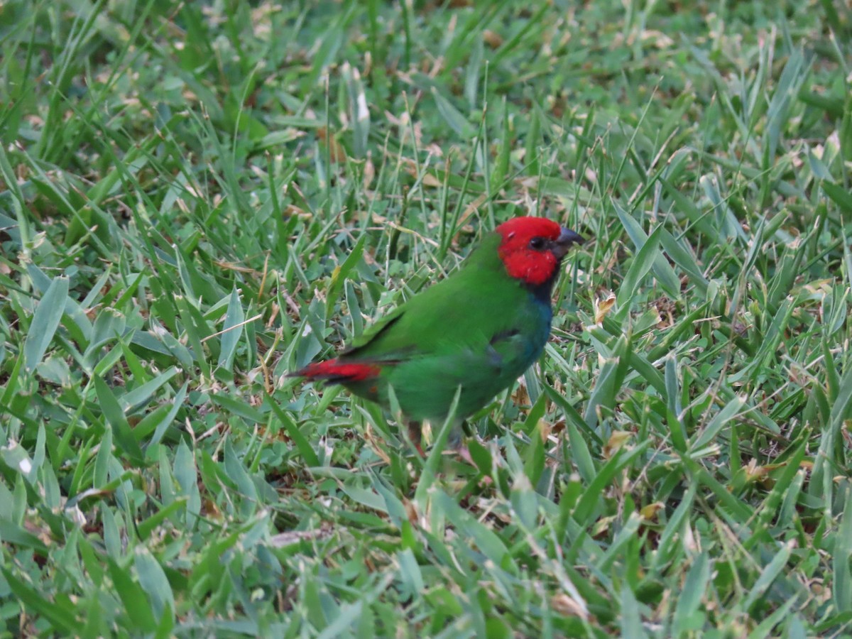 Fiji Parrotfinch - ML636346108