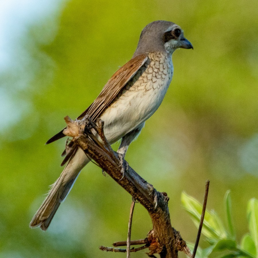 Red-backed Shrike - ML636346113