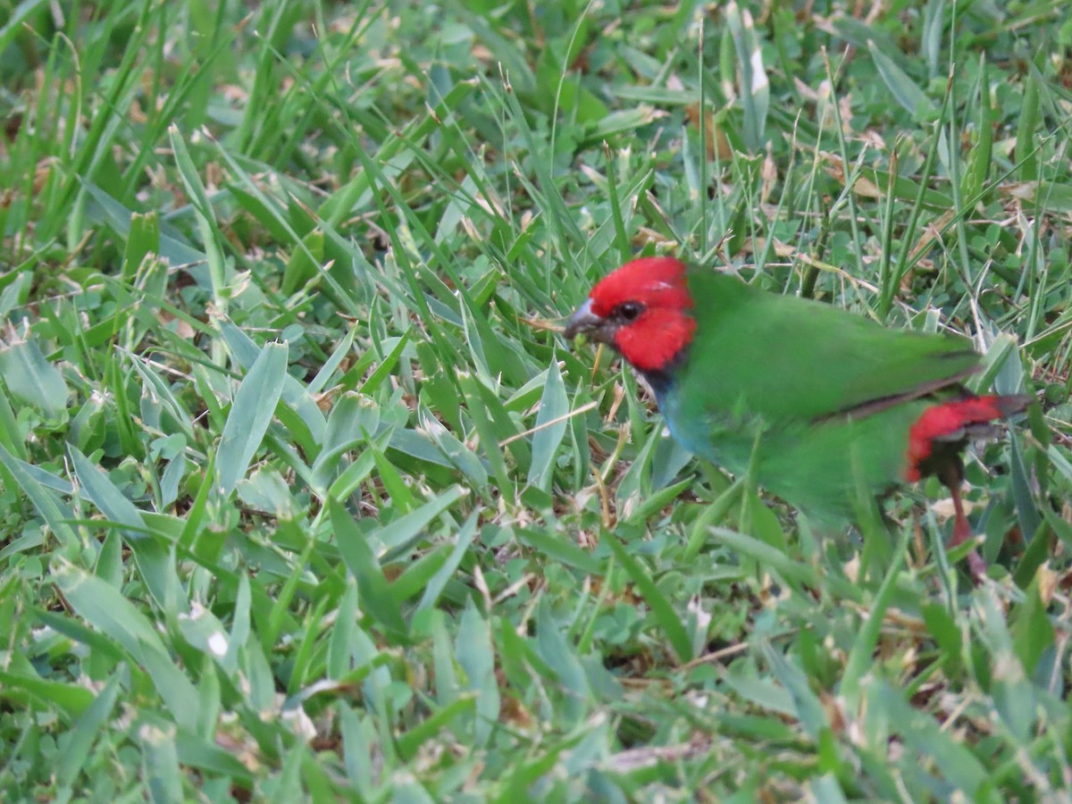 Fiji Parrotfinch - ML636346115
